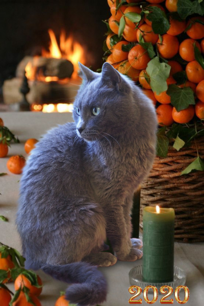 Кошки в нашей жизни. Кошки и все, что с ними связано.