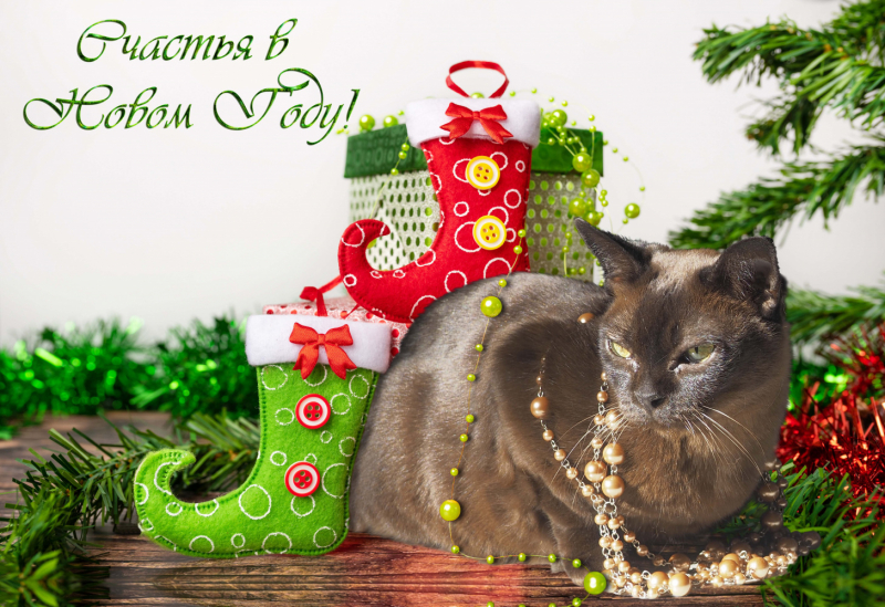 Кошки в нашей жизни. Кошки и все, что с ними связано.