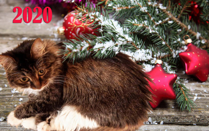 Кошки в нашей жизни. Кошки и все, что с ними связано.