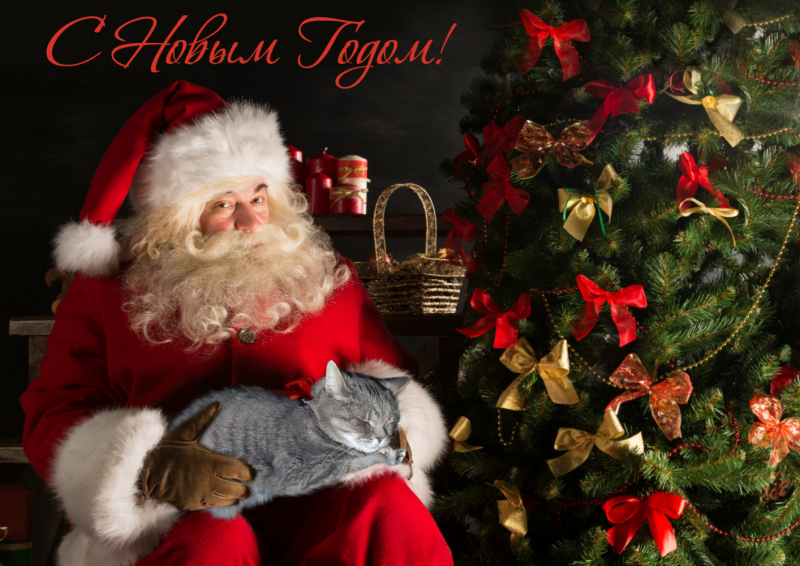 Кошки в нашей жизни. Кошки и все, что с ними связано.