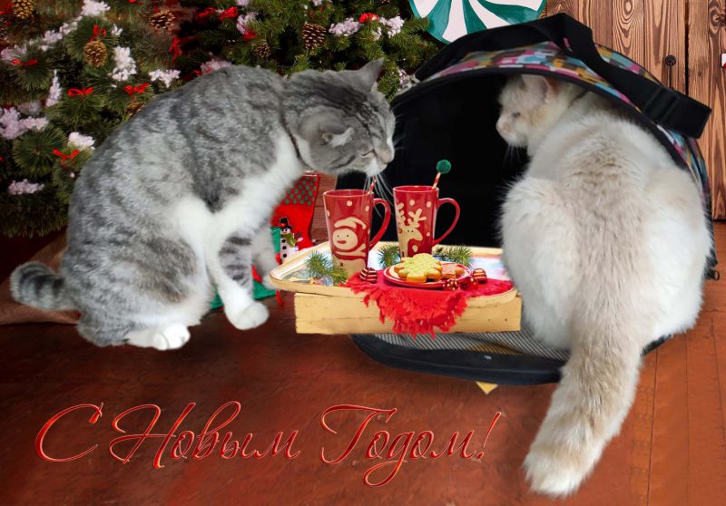 Кошки в нашей жизни. Кошки и все, что с ними связано.