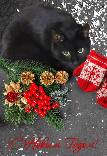 Кошки в нашей жизни. Кошки и все, что с ними связано.