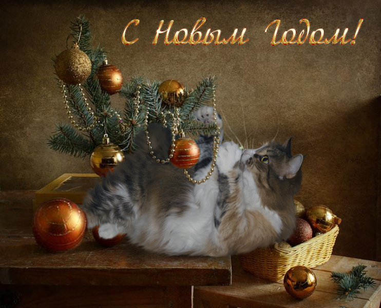 Кошки в нашей жизни. Кошки и все, что с ними связано.