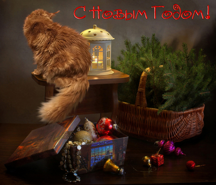 Кошки в нашей жизни. Кошки и все, что с ними связано.