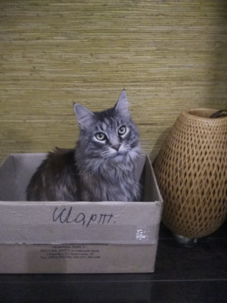 Кошки в нашей жизни. Кошки и все, что с ними связано.