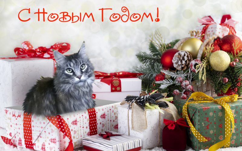 Кошки в нашей жизни. Кошки и все, что с ними связано.