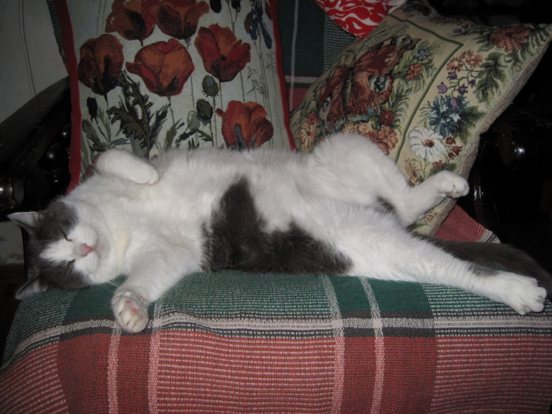 Кошки в нашей жизни. Кошки и все, что с ними связано.