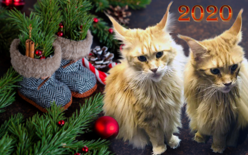 Кошки в нашей жизни. Кошки и все, что с ними связано.