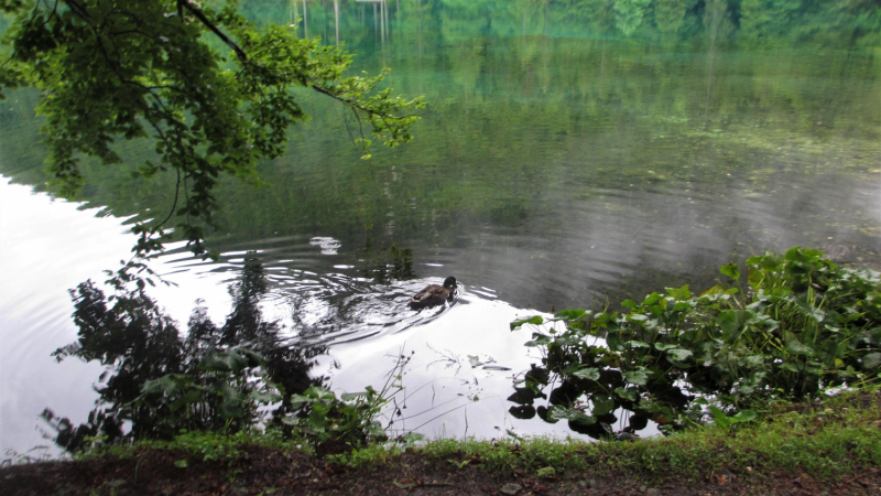 Из дальних стран 2019 с большим приветом ( Польша, Германия, Австрия, Словения, Италия....)