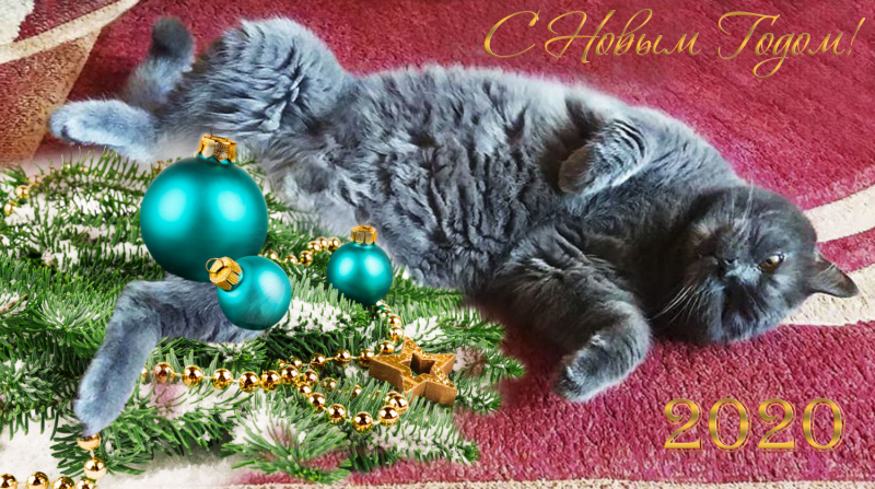 Кошки в нашей жизни. Кошки и все, что с ними связано.