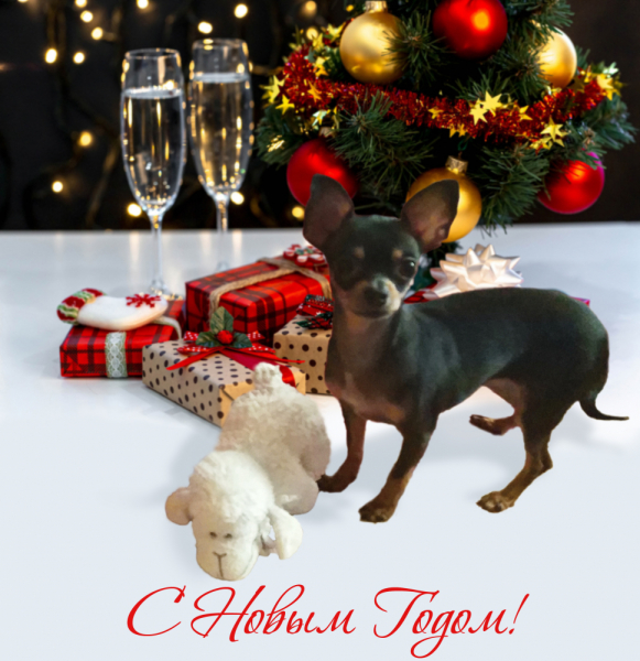 Кошки в нашей жизни. Кошки и все, что с ними связано.