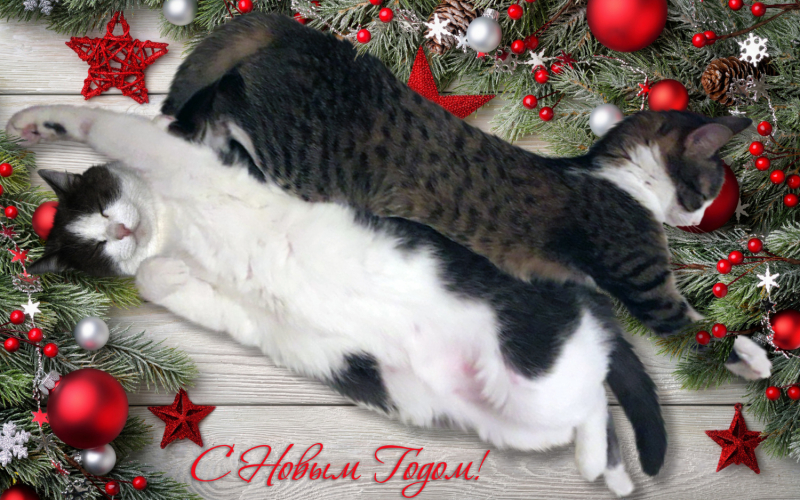 Кошки в нашей жизни. Кошки и все, что с ними связано.