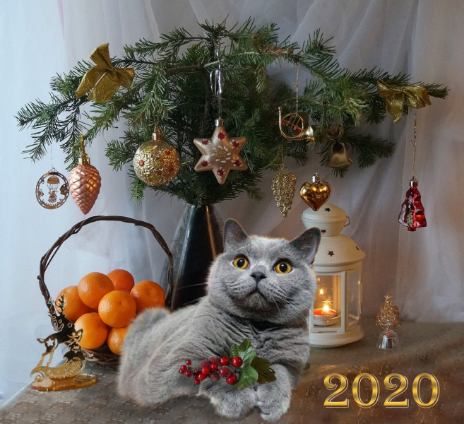 Кошки в нашей жизни. Кошки и все, что с ними связано.