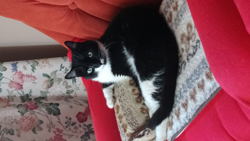 Кошки в нашей жизни. Кошки и все, что с ними связано.