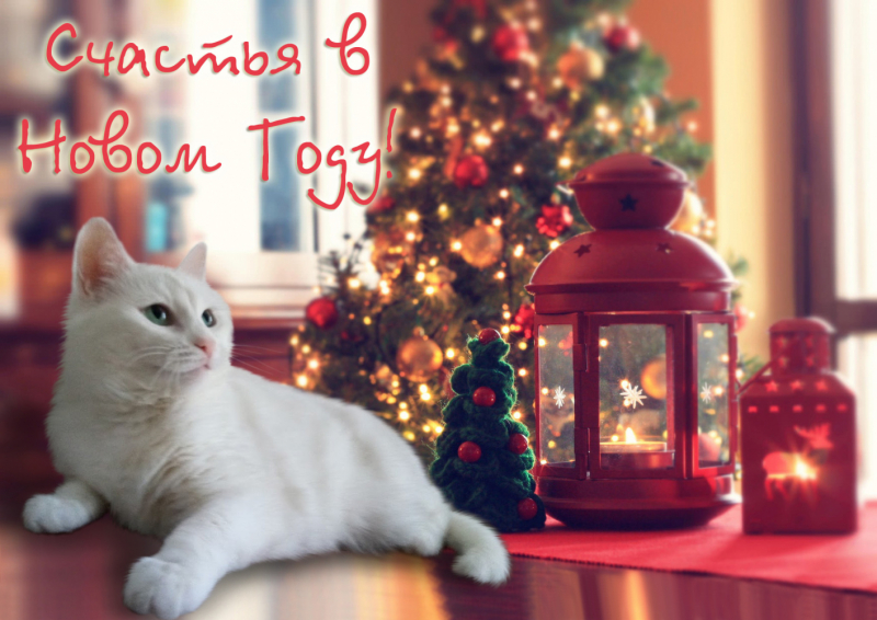 Кошки в нашей жизни. Кошки и все, что с ними связано.