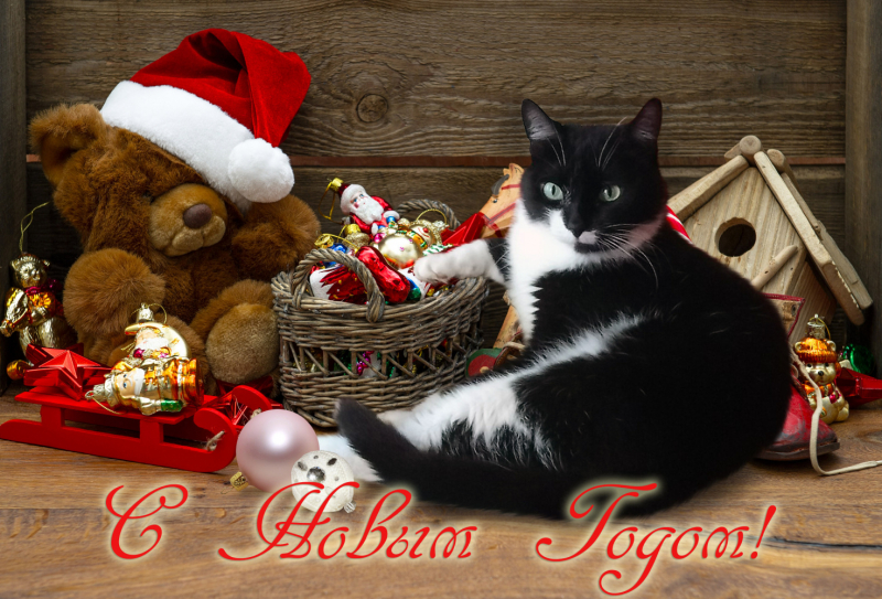 Кошки в нашей жизни. Кошки и все, что с ними связано.