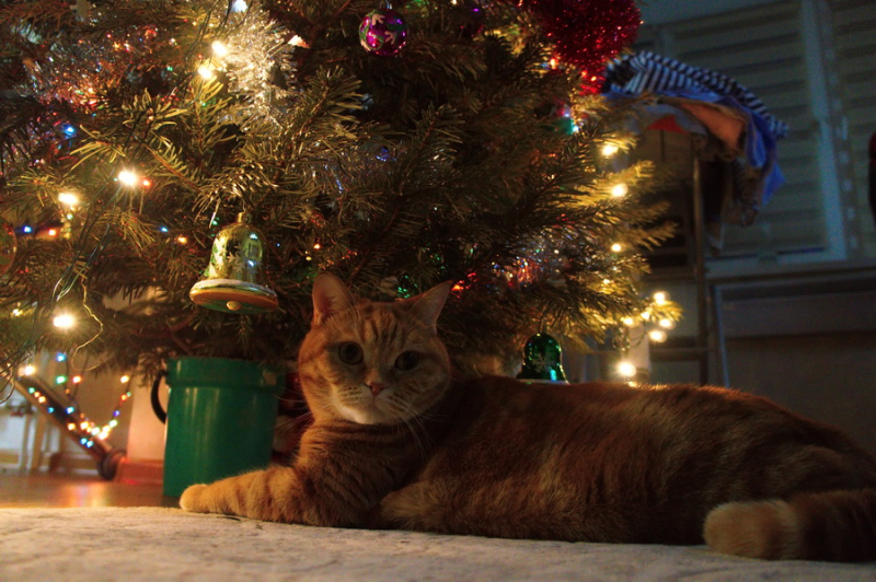 Кошки в нашей жизни. Кошки и все, что с ними связано.