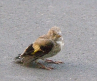 Птицы в фотографиях из путешествий
