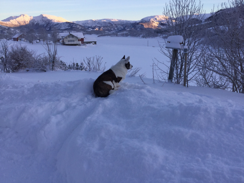 Мистер Чукен’с холлидей