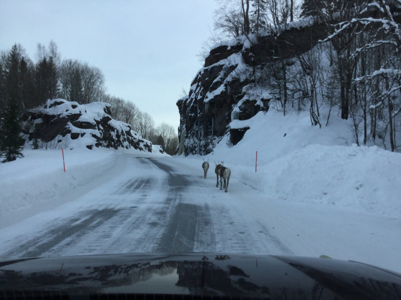 Мистер Чукен’с холлидей