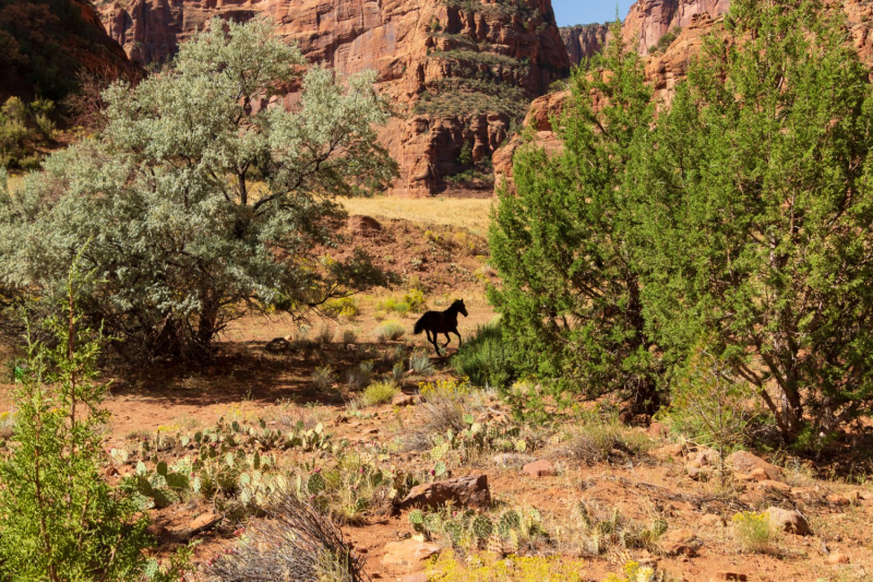 Canyon de Chelly