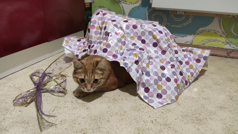 Кошки в нашей жизни. Кошки и все, что с ними связано.