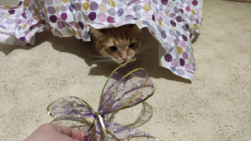 Кошки в нашей жизни. Кошки и все, что с ними связано.