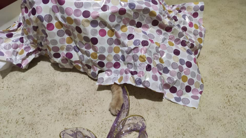 Кошки в нашей жизни. Кошки и все, что с ними связано.