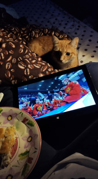 Кошки в нашей жизни. Кошки и все, что с ними связано.