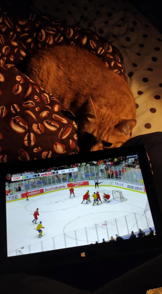 Кошки в нашей жизни. Кошки и все, что с ними связано.