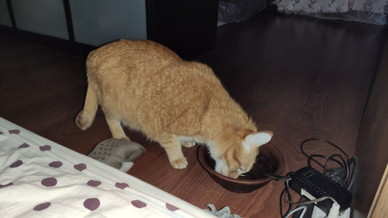 Кошки в нашей жизни. Кошки и все, что с ними связано.