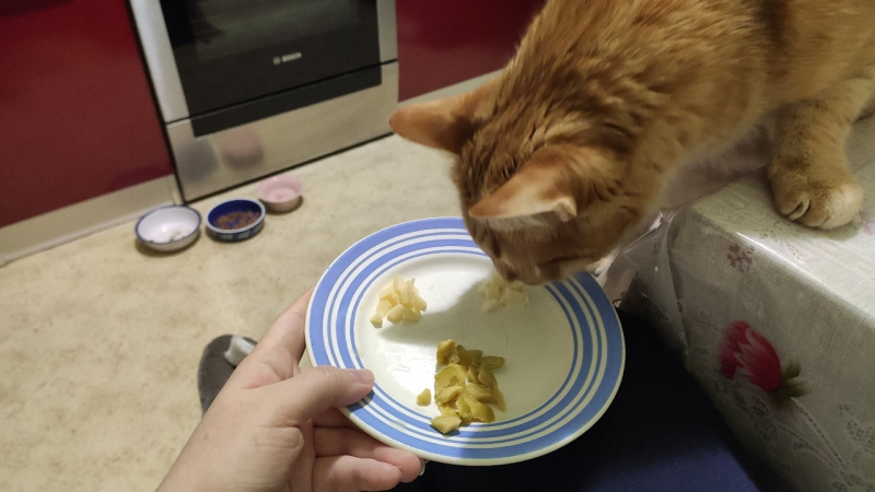 Кошки в нашей жизни. Кошки и все, что с ними связано.