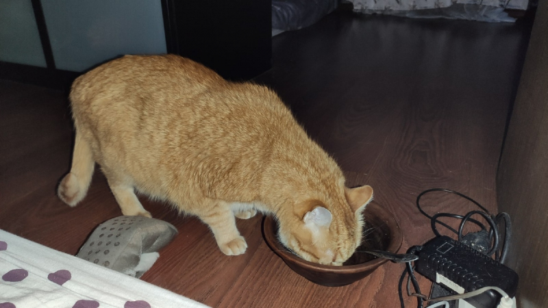 Кошки в нашей жизни. Кошки и все, что с ними связано.