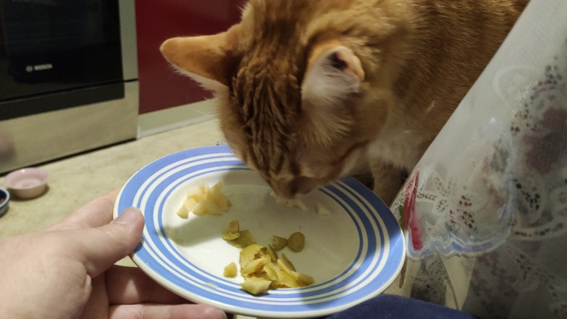 Кошки в нашей жизни. Кошки и все, что с ними связано.