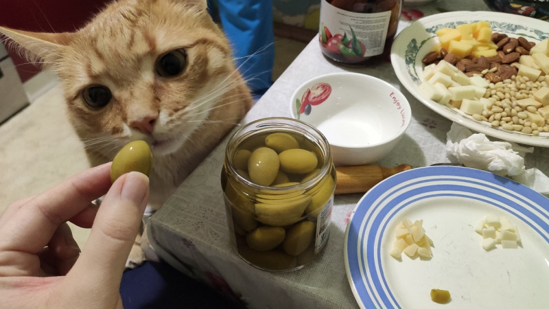 Кошки в нашей жизни. Кошки и все, что с ними связано.