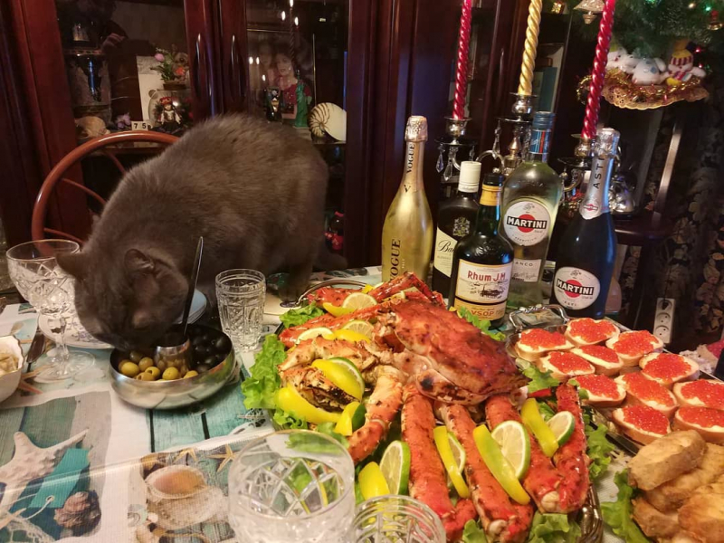 Кошки в нашей жизни. Кошки и все, что с ними связано.