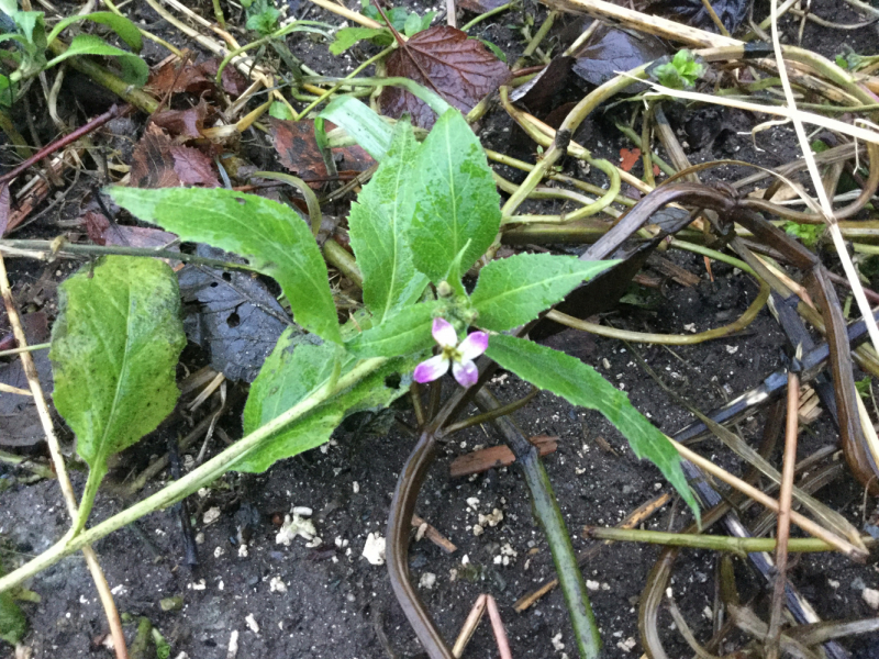 Погода в Норвегии. Погодные явления. Полярное сияние.
