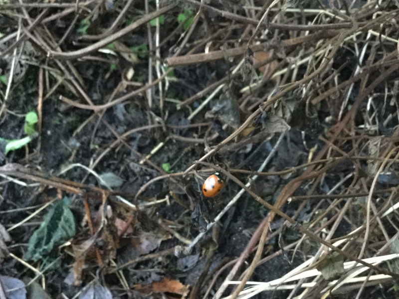 Погода в Норвегии. Погодные явления. Полярное сияние.