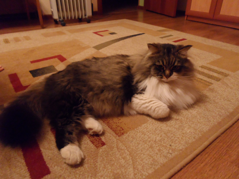 Кошки в нашей жизни. Кошки и все, что с ними связано.