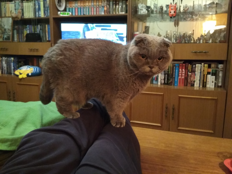 Кошки в нашей жизни. Кошки и все, что с ними связано.