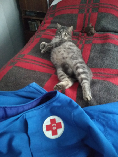 Кошки в нашей жизни. Кошки и все, что с ними связано.