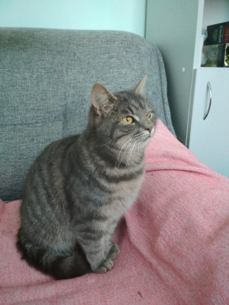 Кошки в нашей жизни. Кошки и все, что с ними связано.