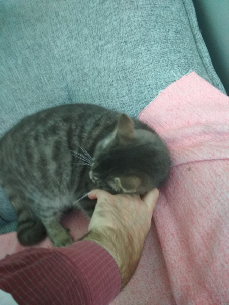 Кошки в нашей жизни. Кошки и все, что с ними связано.