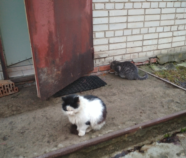 Кошки в нашей жизни. Кошки и все, что с ними связано.