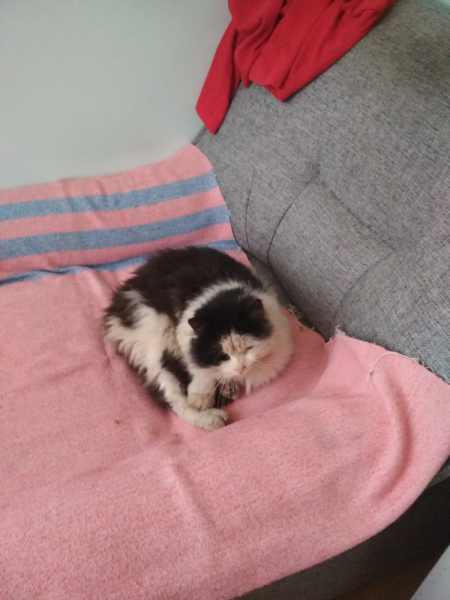 Кошки в нашей жизни. Кошки и все, что с ними связано.