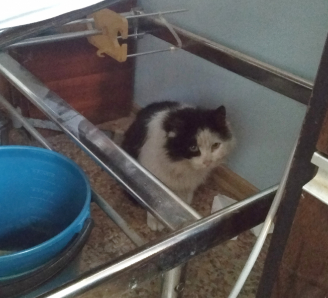 Кошки в нашей жизни. Кошки и все, что с ними связано.