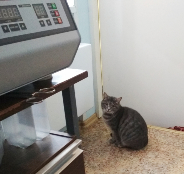 Кошки в нашей жизни. Кошки и все, что с ними связано.