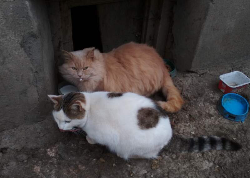 Кошки в нашей жизни. Кошки и все, что с ними связано.