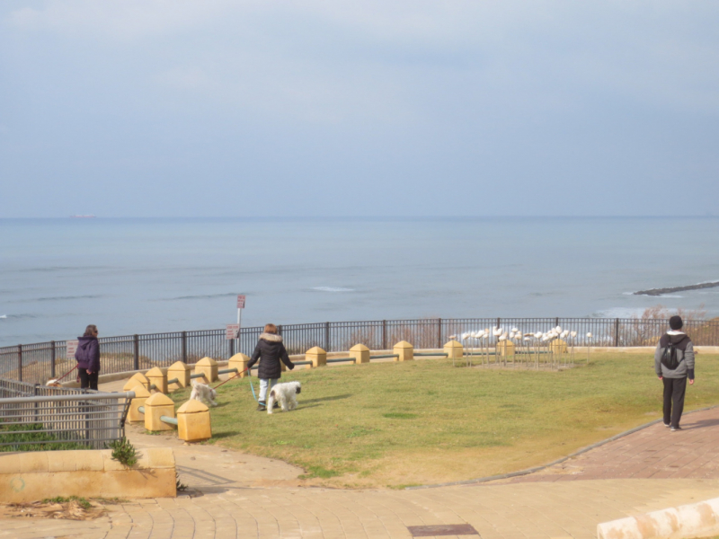 Нетания зима 2020 репатриация