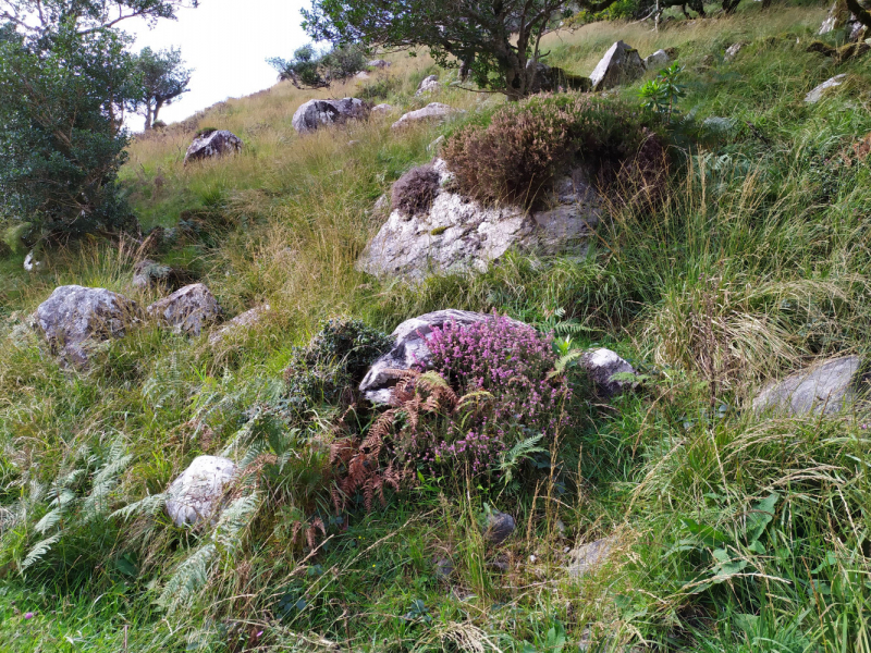 Бретань. Край отливов, солнца и гортензий. Июль 2019